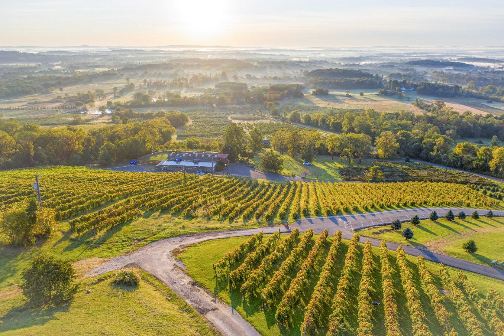 Aerial view of vineyard in Loudoun County, Virgina